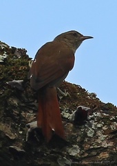 Cranioleuca curtata