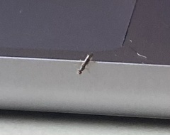 Diptera