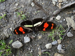 Heliconius telesiphe