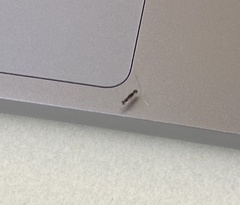 Diptera