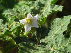 Solanum campechiense
