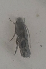 Macrosaccus robiniella