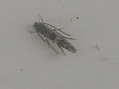 Macrosaccus robiniella