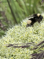 Bombus mckayi