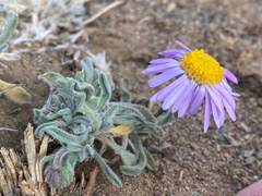 Erigeron clokeyi