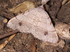 Frederickia subterminata