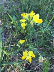Lotus corniculatus