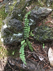 Asplenium incisum