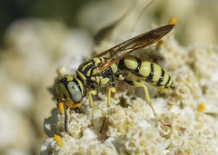 Philanthus multimaculatus