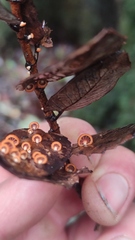 Anthracophyllum discolor