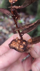 Anthracophyllum discolor