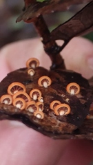 Anthracophyllum discolor