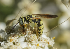 Philanthus multimaculatus