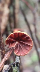 Anthracophyllum discolor