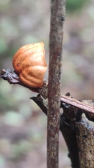 Anthracophyllum discolor