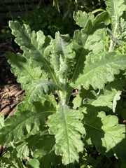 Senecio glomeratus glomeratus