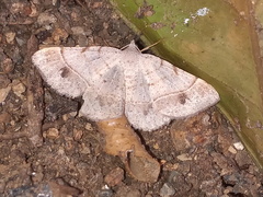 Frederickia subterminata