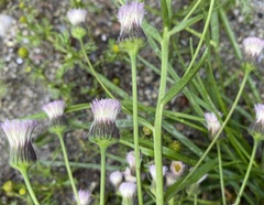 Erigeron acris kamtschaticus