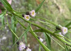Erigeron acris kamtschaticus