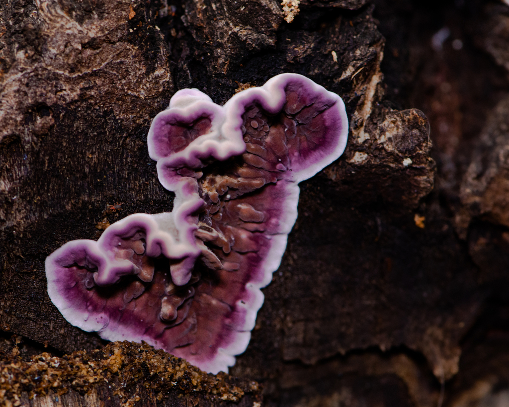 Chondrostereum purpureum · July 2022 · photo: © niboldus (iNaturalist, cc-by)