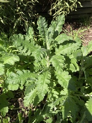 Senecio glomeratus glomeratus