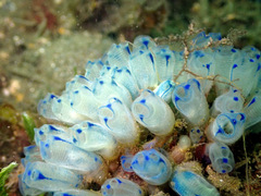 Clavelina australis