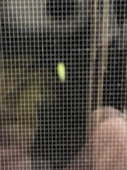 Chrysopa nigricornis