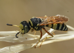 Philanthus ventilabris