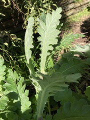 Senecio glomeratus glomeratus