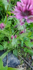 Castilleja parviflora olympica