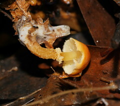 Cystoderma muscicola