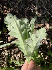Senecio glomeratus glomeratus