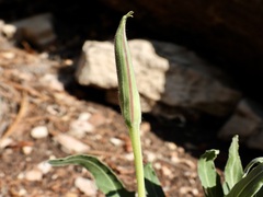 Oenothera brachycarpa