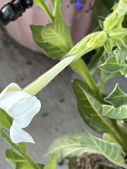 Xylocopa tabaniformis orpifex