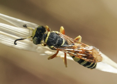Philanthus ventilabris
