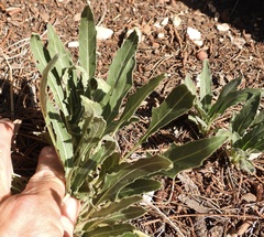 Oenothera brachycarpa