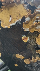 Stereum greslebiniae