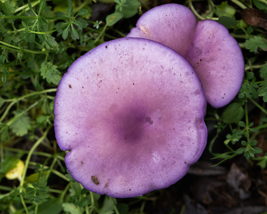 Collybia nuda · July 2022 · photo: © niboldus (iNaturalist, cc-by)