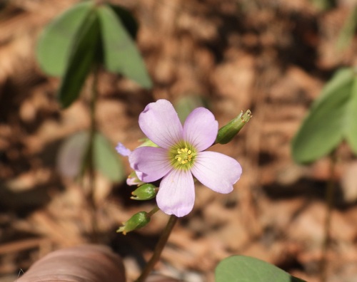blue woodsorrel (Oxalis caerulea)