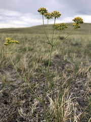 Bupleurum americanum