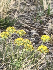 Bupleurum americanum