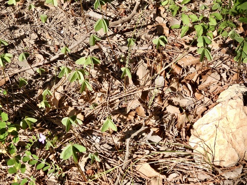 Image of Oxalis caerulea by (c) Bob Nieman, some rights reserved (CC BY)