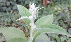 Buddleja stachyoides