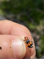 Enoclerus muttkowskii