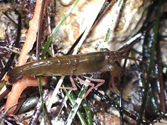 Betaeus longidactylus