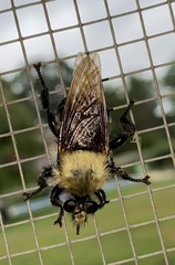Laphria virginica