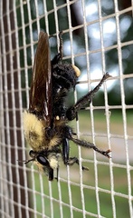 Laphria virginica