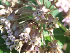 Strangalia luteicornis