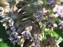 Strangalia luteicornis