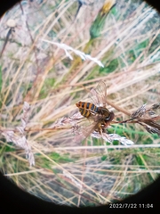 Toxomerus ecuadoreus